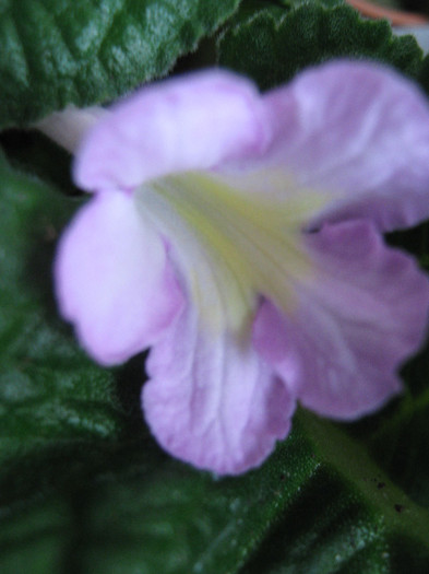  - streptocarpus Bristol s Potpourri