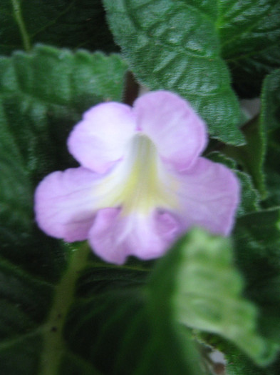  - streptocarpus Bristol s Potpourri