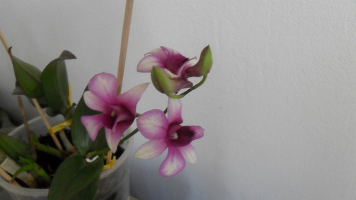 tija d p - Dendrobium phalaenopsis