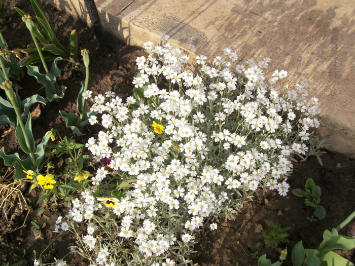 100_9286 - cerastium tomentosum