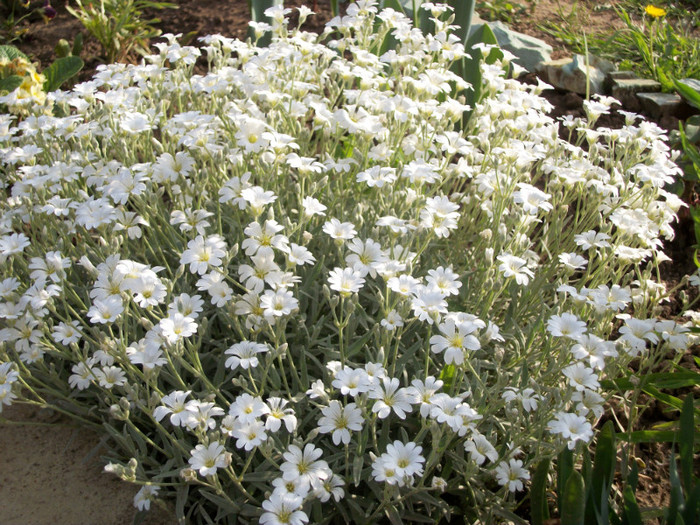 100_9283 - cerastium tomentosum