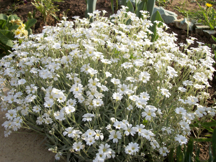 100_9284 - cerastium tomentosum