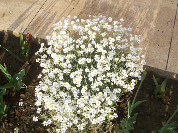 100_9285 - cerastium tomentosum