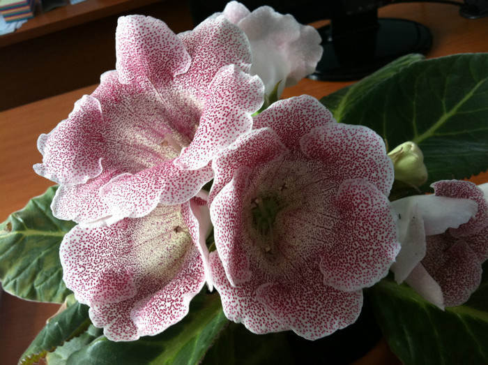 Gloxinia1 - Flori de la servici