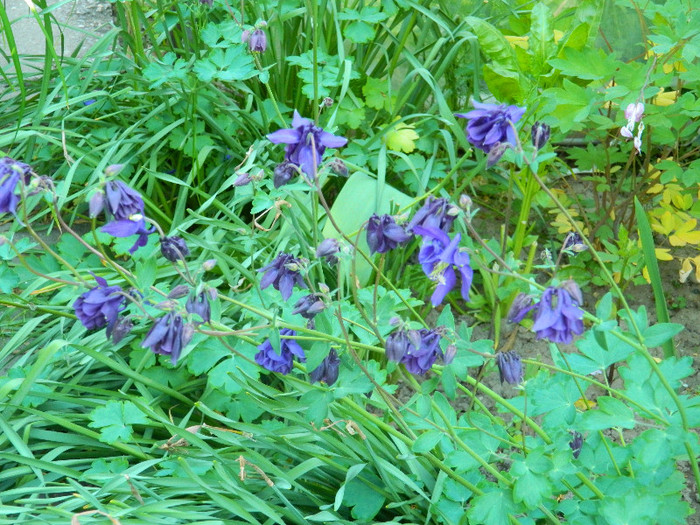 DSCN4559 - MAI 2012