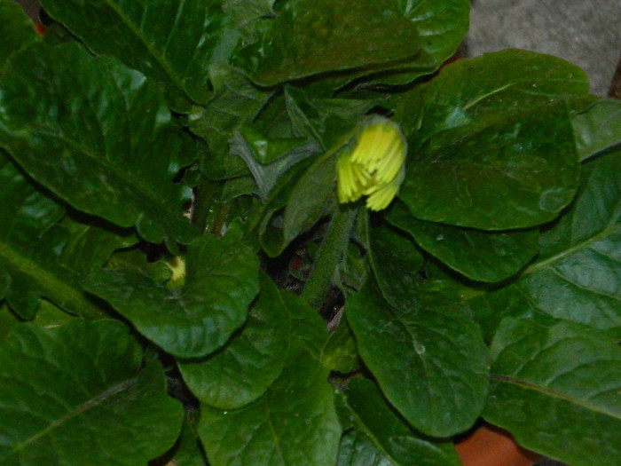 DSCN4582