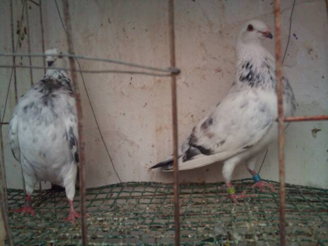 mai 2012 perehe tineri