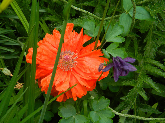 DSCN4619