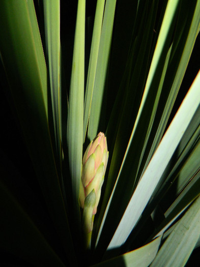 DSCN4691