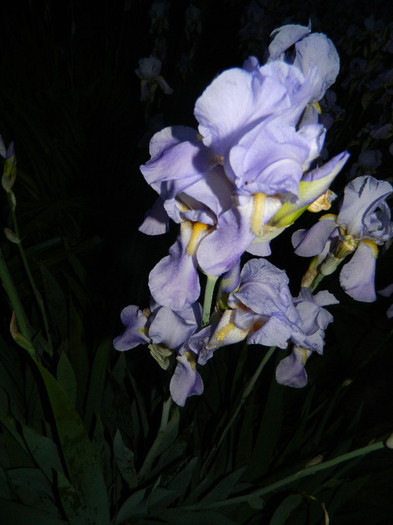 DSCN4706