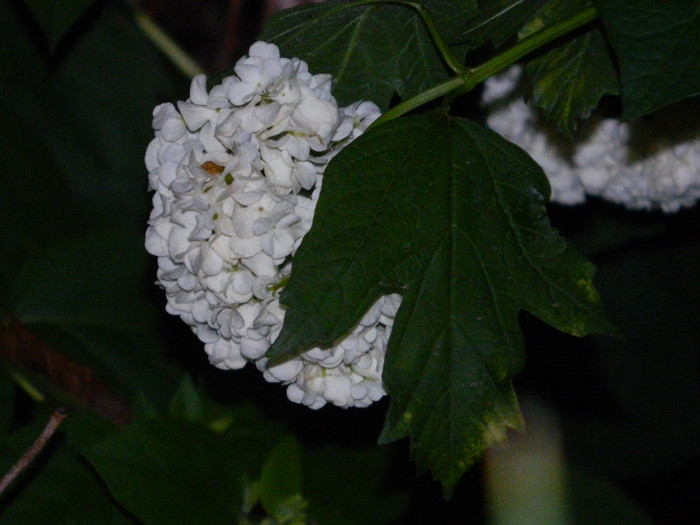 DSCN4711