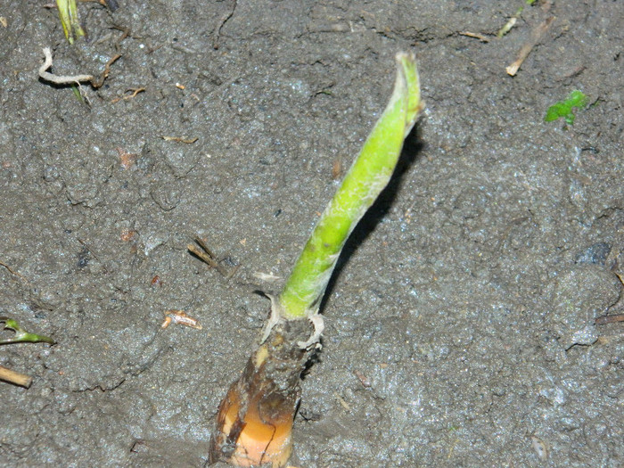 DSCN4722 banan
