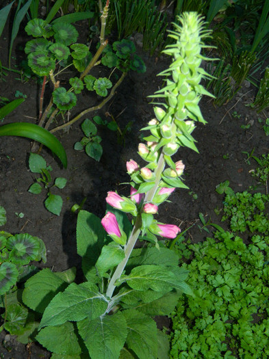DSCN4724