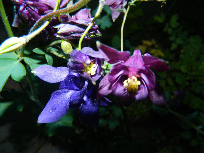 DSCN4727 - MAI 2012