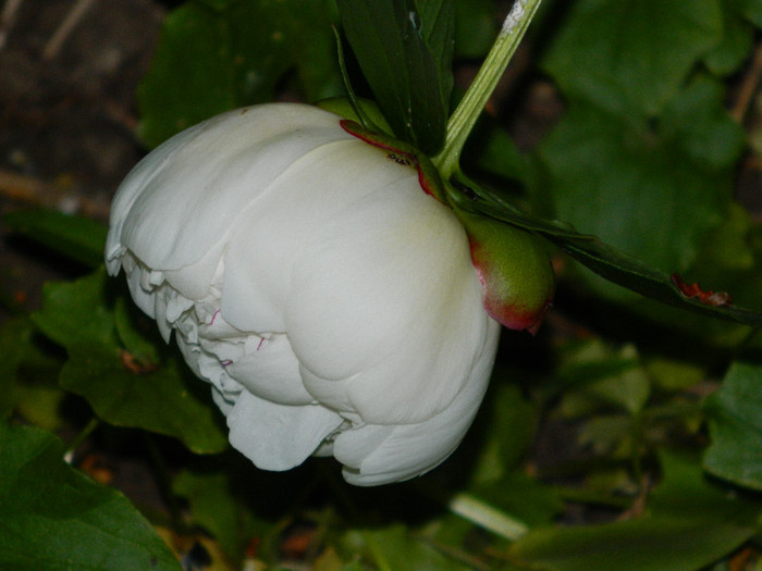 DSCN4728