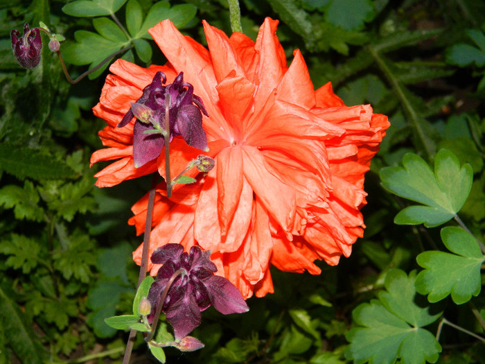 DSCN4754