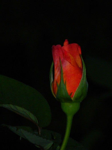 DSCN4773
