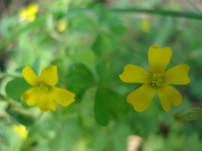 Oxalis stricta 25sep2009; Common Yellow oxalis. Yellow Wood-sorrel.
