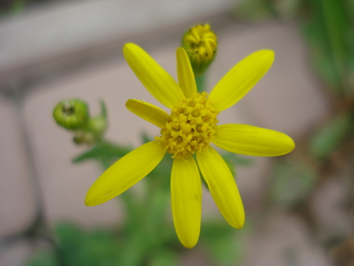 Senecio vernalis 25apr2010; Eastern groundsel.
