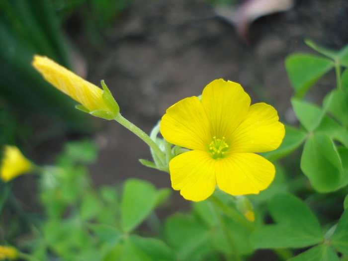 Oxalis stricta 08may2010 - YELLOW WILDFLOWERS