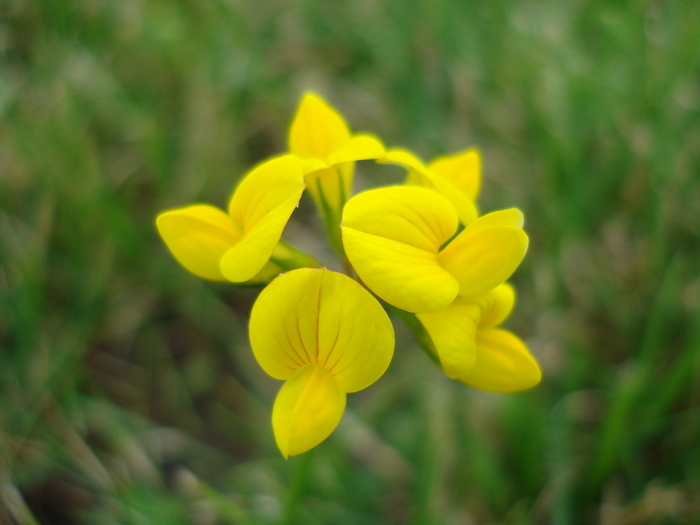 Lotus corniculatus 24jun2010 - YELLOW WILDFLOWERS