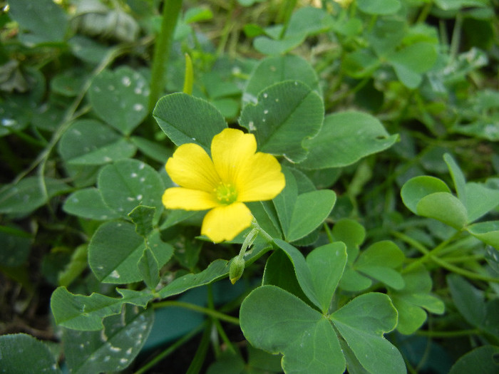 Oxalis stricta 04may2012 - YELLOW WILDFLOWERS