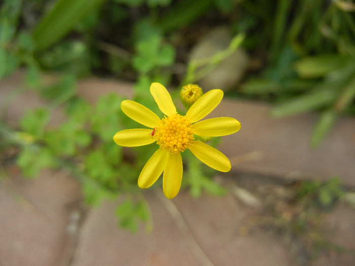 Senecio vernalis 05may2012 - YELLOW WILDFLOWERS