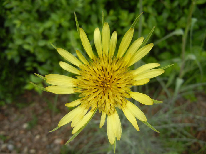 Tragopogon dubius 09may2012; Yellow salsify. Western salsify.
