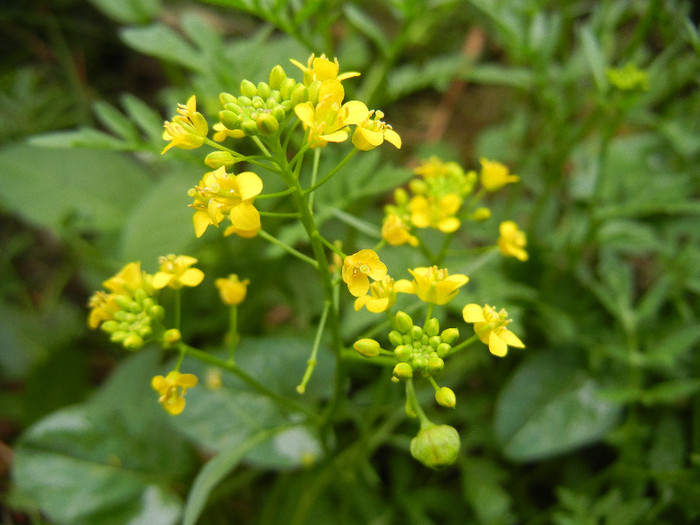 Yellow wildflowers 09may2012 - YELLOW WILDFLOWERS