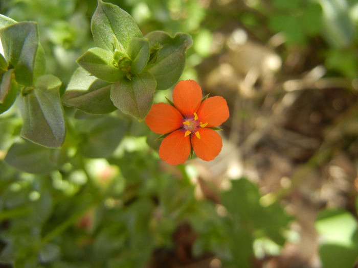 Anagallis arvensis 04may2012 - ORANGE WILDFLOWERS