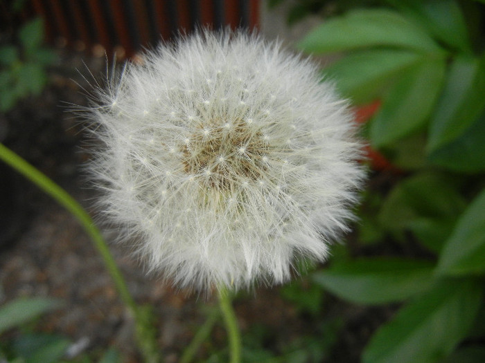 Taraxacum officinale 05may2012 - WHITE WILDFLOWERS