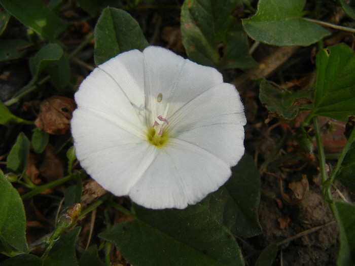 Convolvulus arvensis 07may2012; Field Bindweed. Rochita randunicii.
