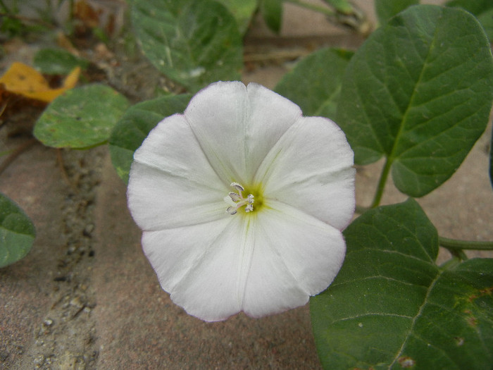 Convolvulus arvensis 09may2012; Field Bindweed. Rochita randunicii.
