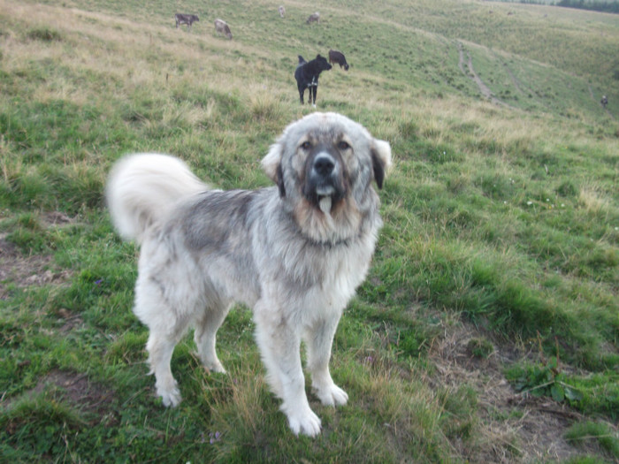 romania summer 2011 152