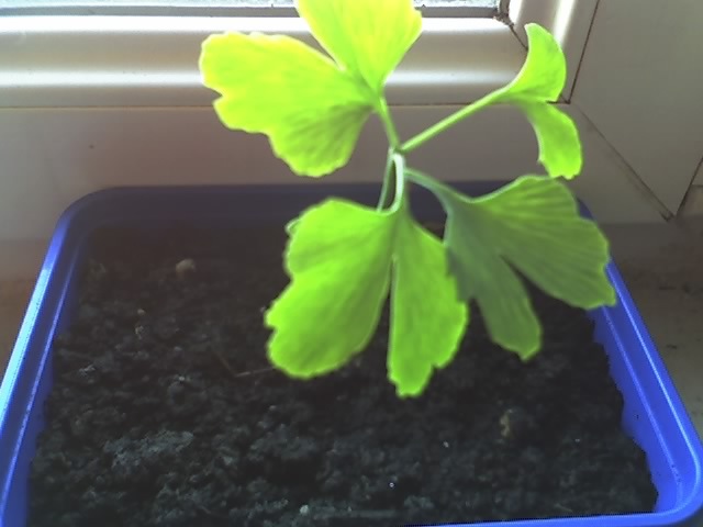 09-05-12_ginkgo 1 - GINKGO BILOBA