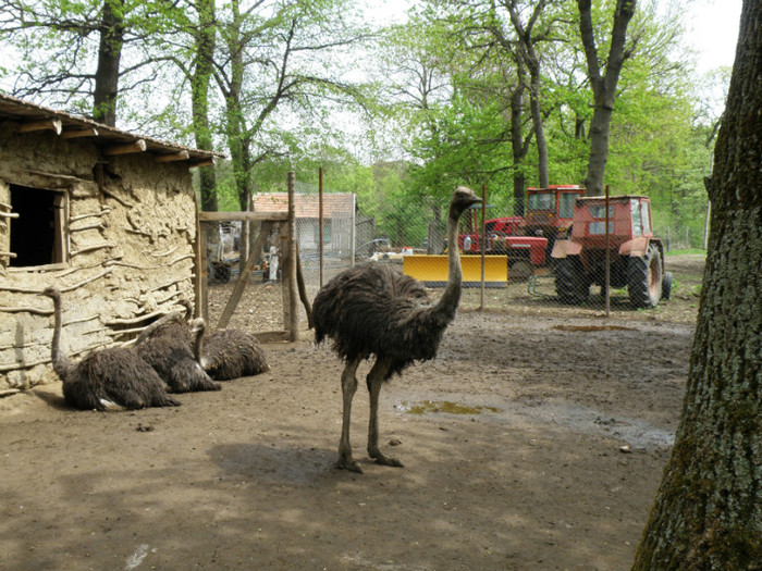 P4150436 - gaini