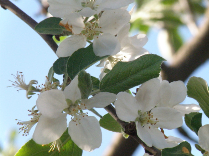 P4210534 - gaini