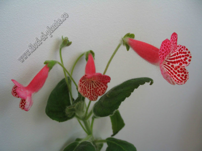 Kohleria Anneli; 2012
