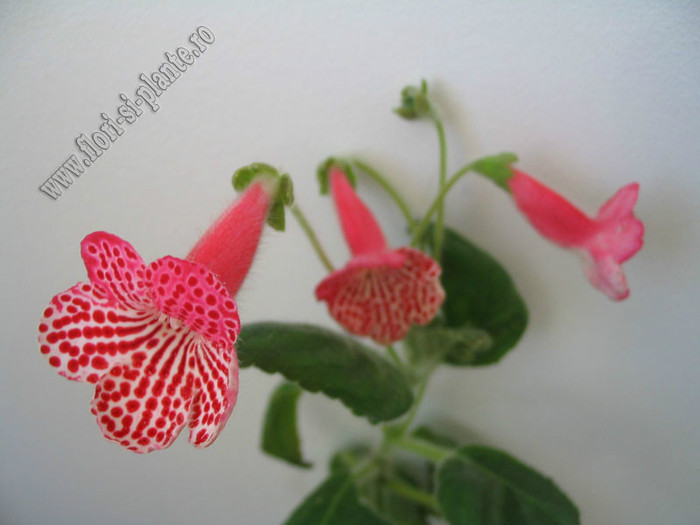 Kohleria Anneli; 2012
