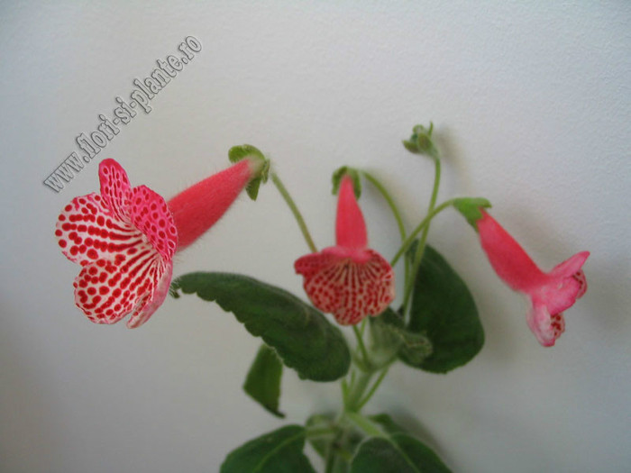 Kohleria Anneli; 2012
