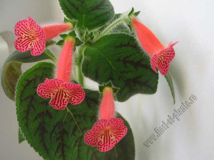 Kohleria Peridots Mango Martini; 2012
