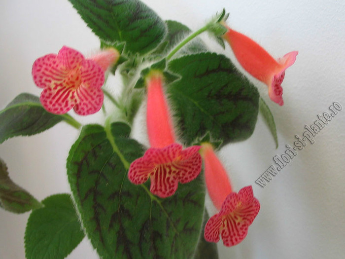Kohleria Peridots Mango Martini; 2012

