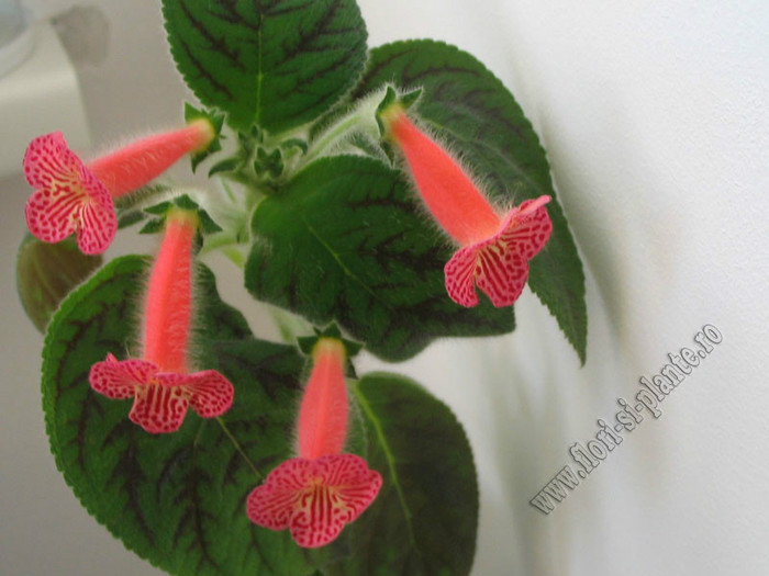 Kohleria Peridots Mango Martini - KOHLERIA II