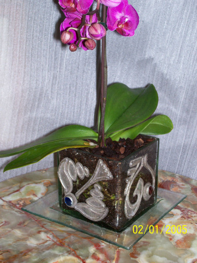 100_0511 - orhidee