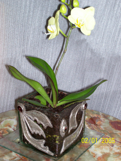 100_0514; orhidee in vas patrat, sticla metalizata

