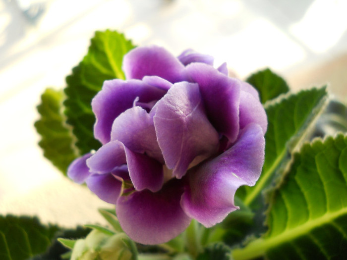 DSCN8419 - gloxinia 2012