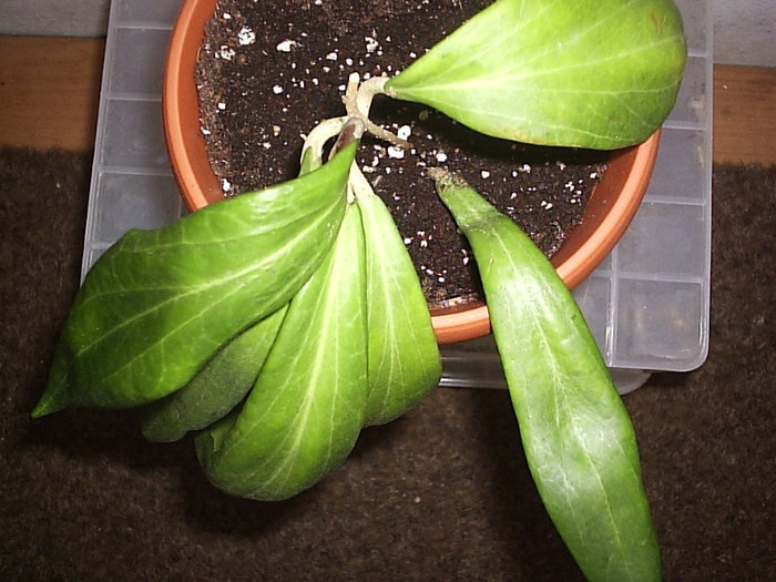 10.05.2012 - Hoya benguetensis