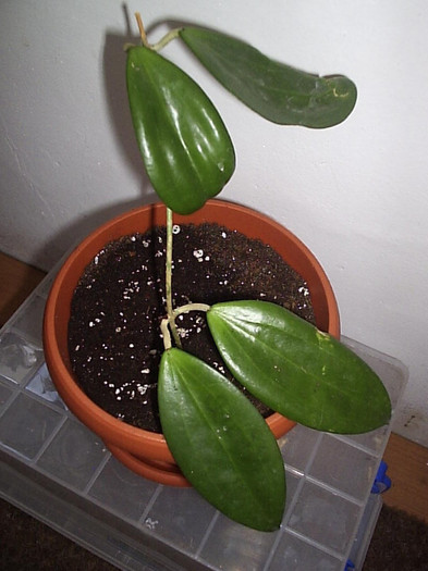 10.05.2012 - Hoya neoebudica