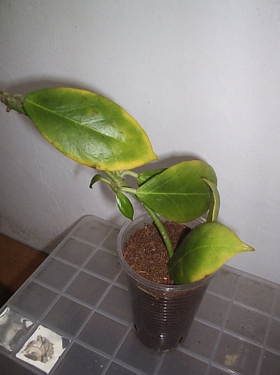 un nou inceput - Hoya obscura longipedunculata