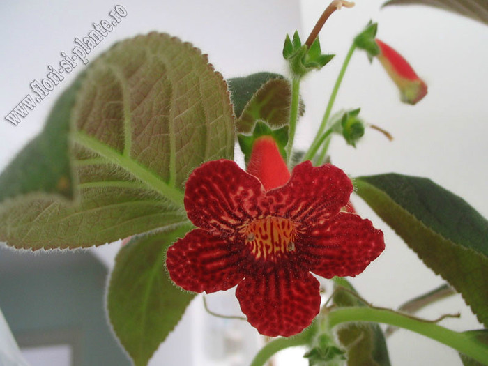 Kohleria Skogsbrand; 2012
